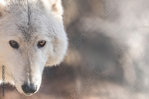 White Arctic wolf  Canis lupus arctosportrait  has beautiful golden eyes