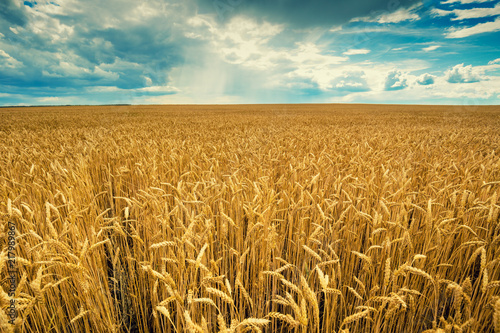Wheat field with cloudy sky and clouds. Beautiful nature