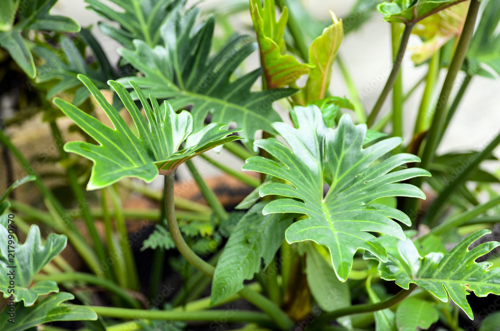 Monstera deliciosa growing in the garden as pot plants. Monstera deliciosa growing in the garden as pot plants.