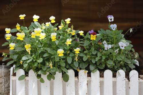 Flower on wooden box