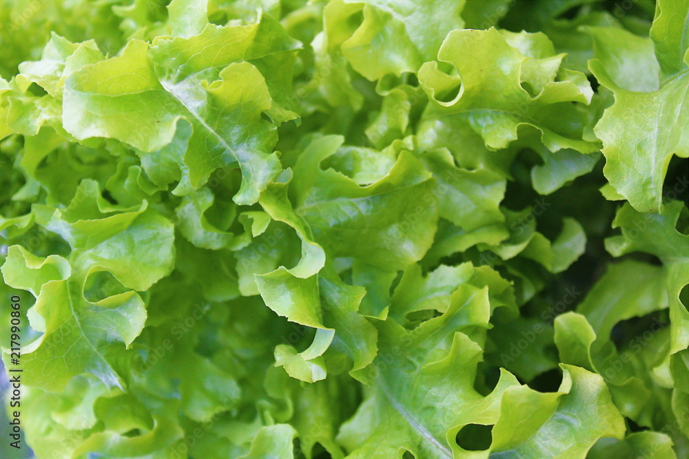 texture of green juicy lettuce leaves spread out texture of green juicy lettuce leaves spread out