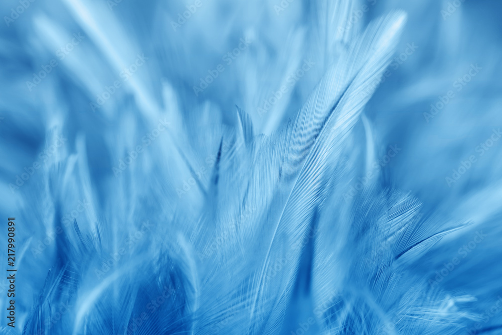 Obraz premium Blue chicken feathers in soft and blur style for background