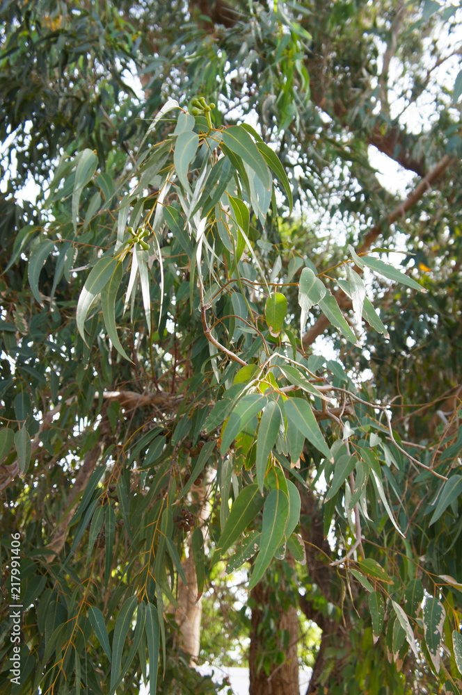 Eucalyptus citriodora green plant Eucalyptus citriodora green plant