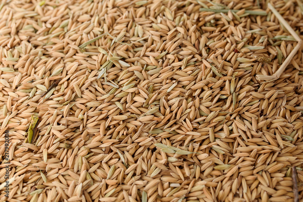 rice rice
