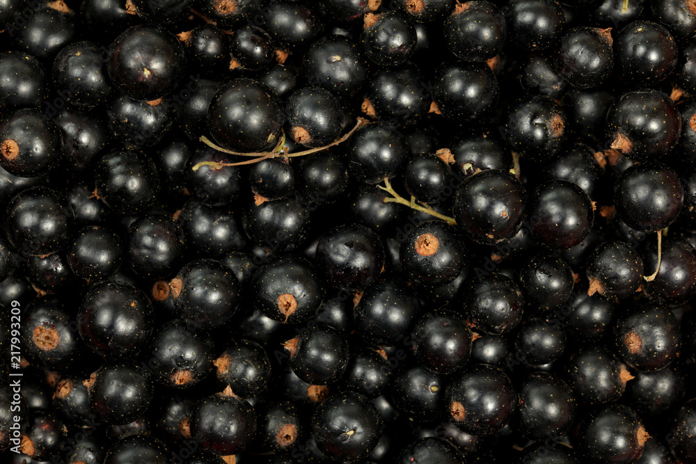 Close up top view on freshly picked blackcurrant (Ribes nigrum) berries. Close up top view on freshly picked blackcurrant (Ribes nigrum) berries.
