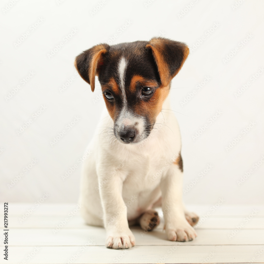 Two months old Jack Russell terrier puppy, on white boards and background. Two months old Jack Russell terrier puppy, on white boards and background.