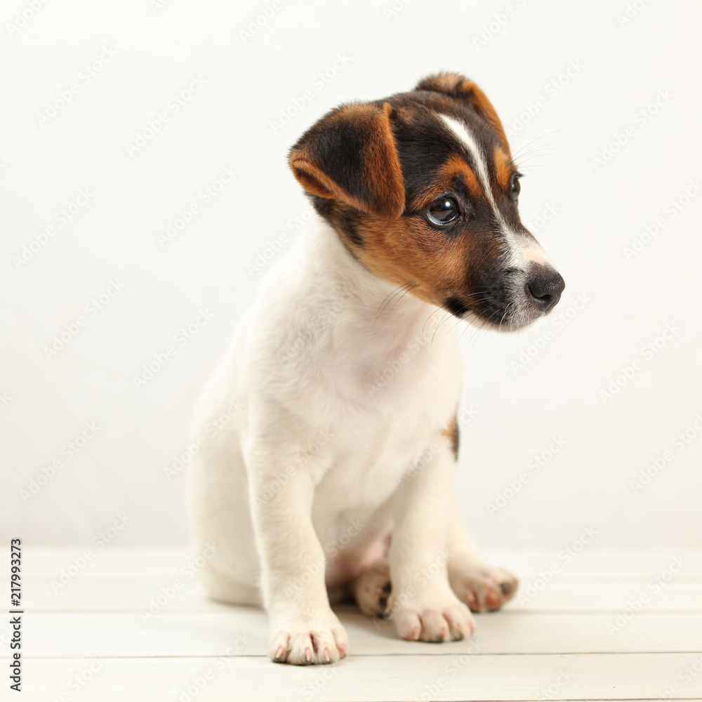 Jack Russell terrier 2 months old puppy on white boards and background. Studio shot.