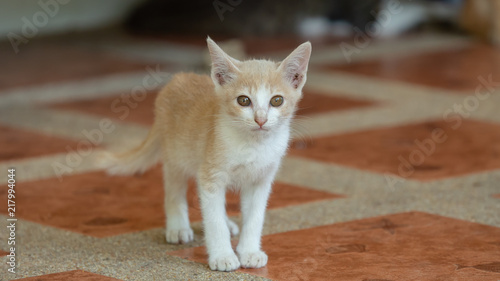 Canvastavla Beautiful white pure bred burmilla cat