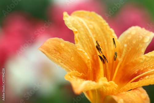 Orange lily with drops on red and white background