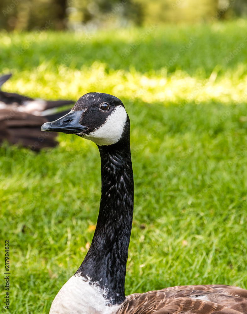 Obraz premium Canadian goose