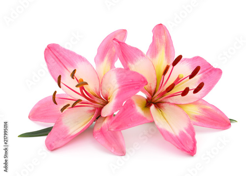 Canvastavla Pink lily isolated.