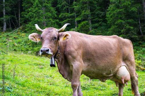 Swiss Cow (ID: 217995070)