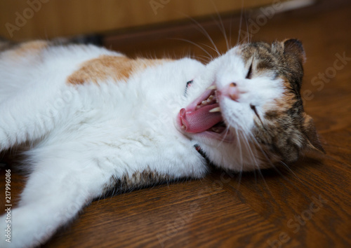 cute calico cat yawning