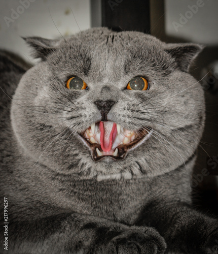 The evil cat opened its mouth and showed teeth.