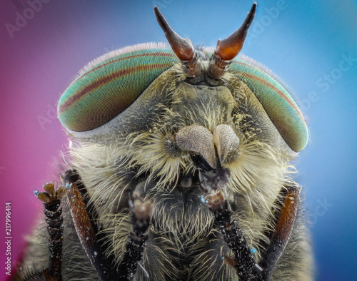 Gadfly with large eyes macro.