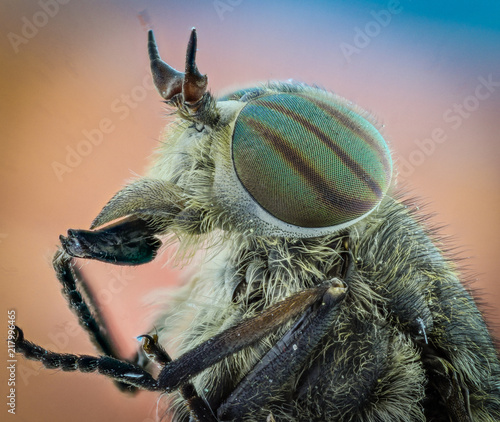 Gadfly with large eyes macro.