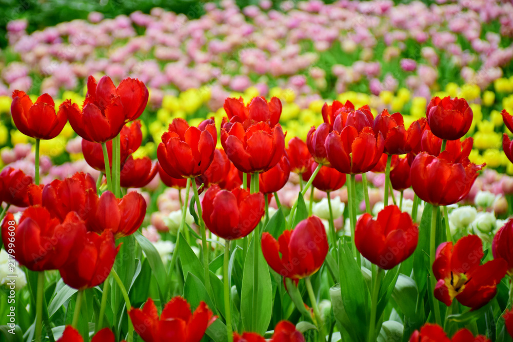 Colorful tulip flower blooming in garden Colorful tulip flower blooming in garden