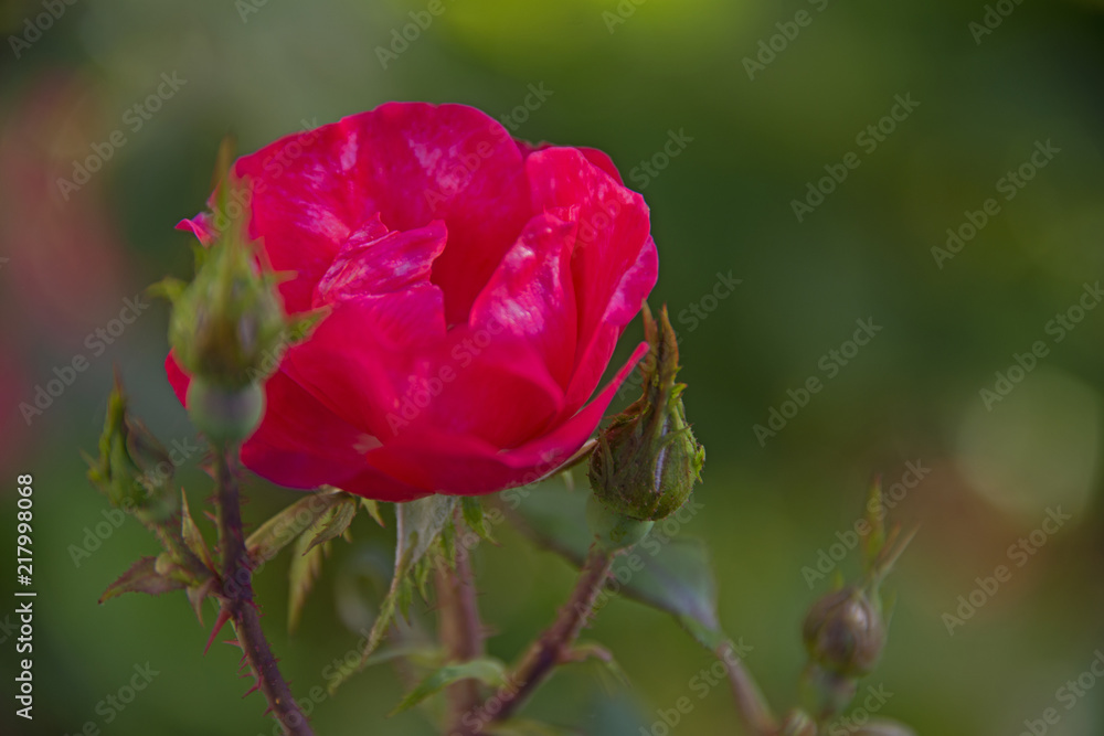FLOWERS - rose on a green background