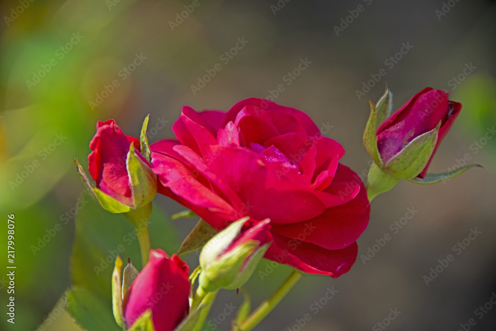 FLOWERS - roses on a grey background