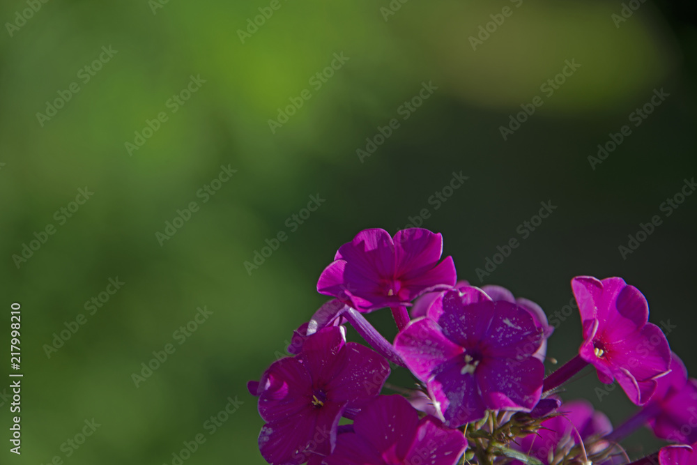 FLOWERS - phloxes on a green background FLOWERS - phloxes on a green background