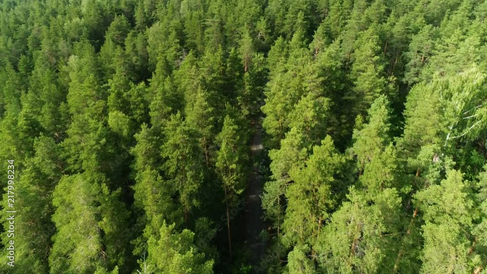 aerial driving white car seen through taiga high spruces in summer aerial driving white car seen through taiga high spruces in summer