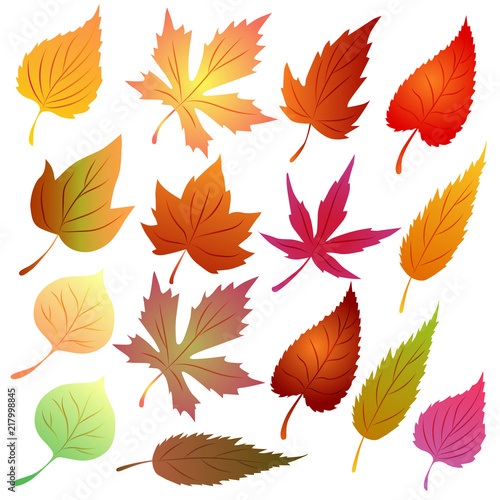 autumn leaves vector set seasonal theme