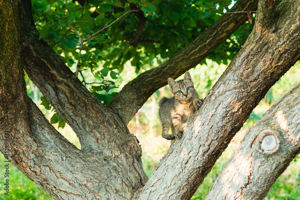 A colorful kitten climbing in the tree. Cat is hanging on the tree and hunting in summer A colorful kitten climbing in the tree. Cat is hanging on the tree and hunting in summer