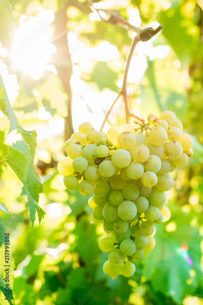 a bunch of grapes hanging on a bush. at dawn close-up. Beautiful grape farm for tourism in vintage tone a bunch of grapes hanging on a bush. at dawn close-up. Beautiful grape farm for tourism in vintage tone