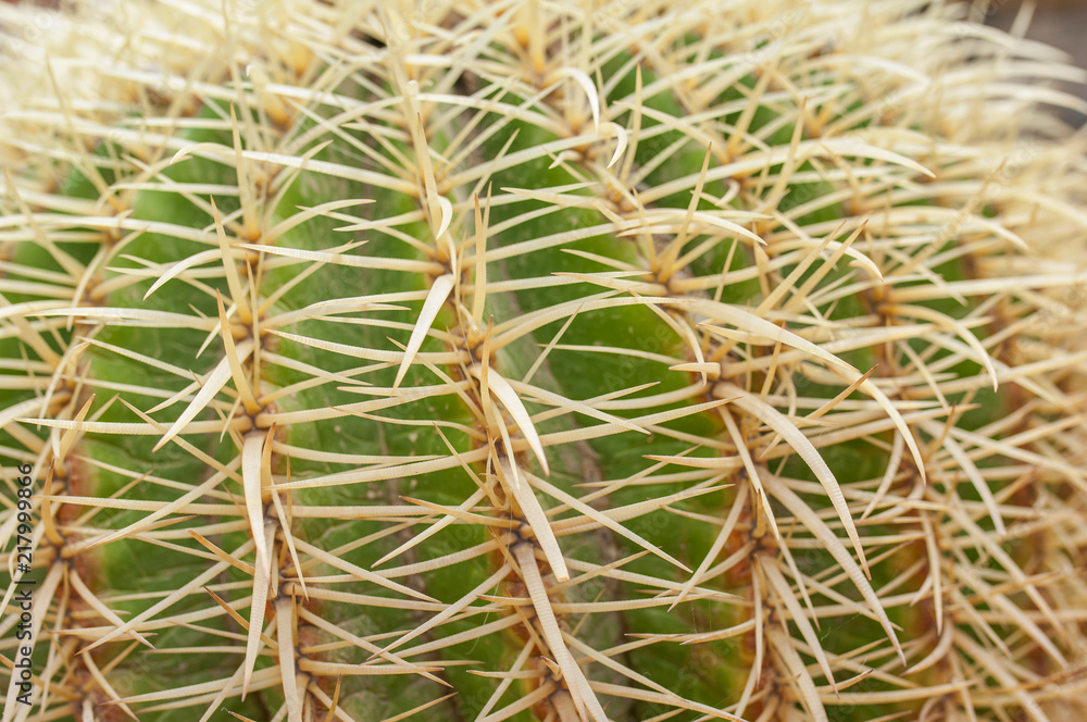 Closeup of cactus Closeup of cactus