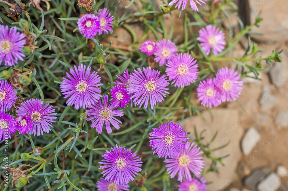 Pink hardy ice plant Pink hardy ice plant