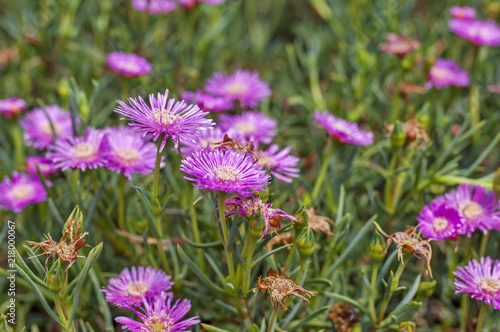 Pink hardy ice plant