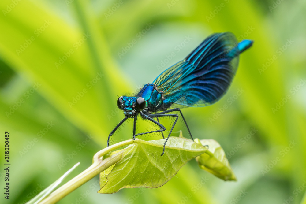 libelle libelle