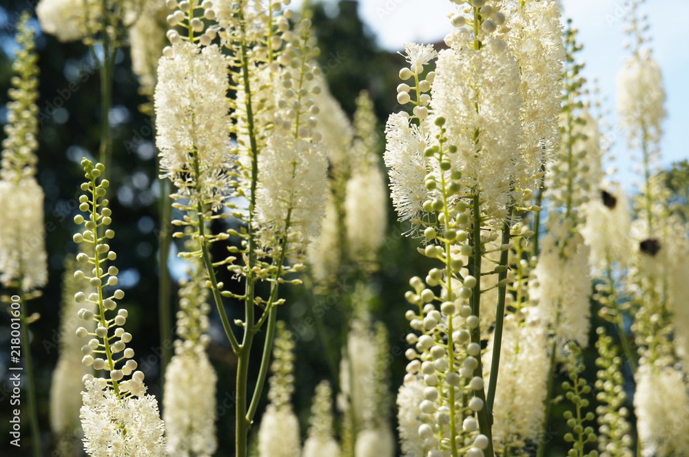 Fototapeta premium Cimicifuga cordifolia or imicifuga racemosa white plants