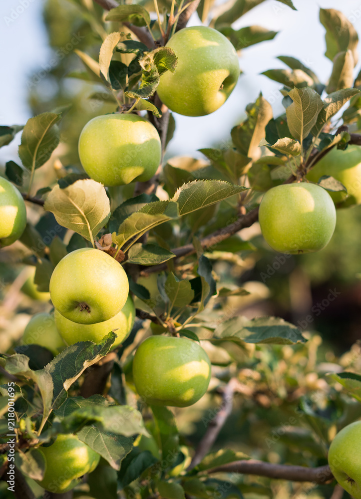 Rippe green apples in the orchard Rippe green apples in the orchard