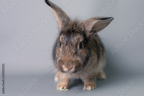 Incredulous little baby bunny rabbit looking at the camera. Adorable and smart face.