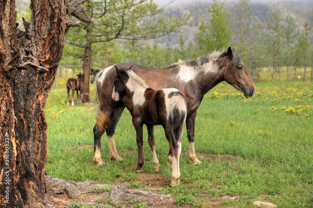 Obraz premium SONY DSC