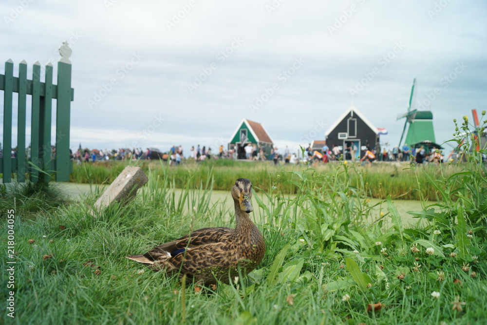 duck at Zaanse Schans, Netherlands