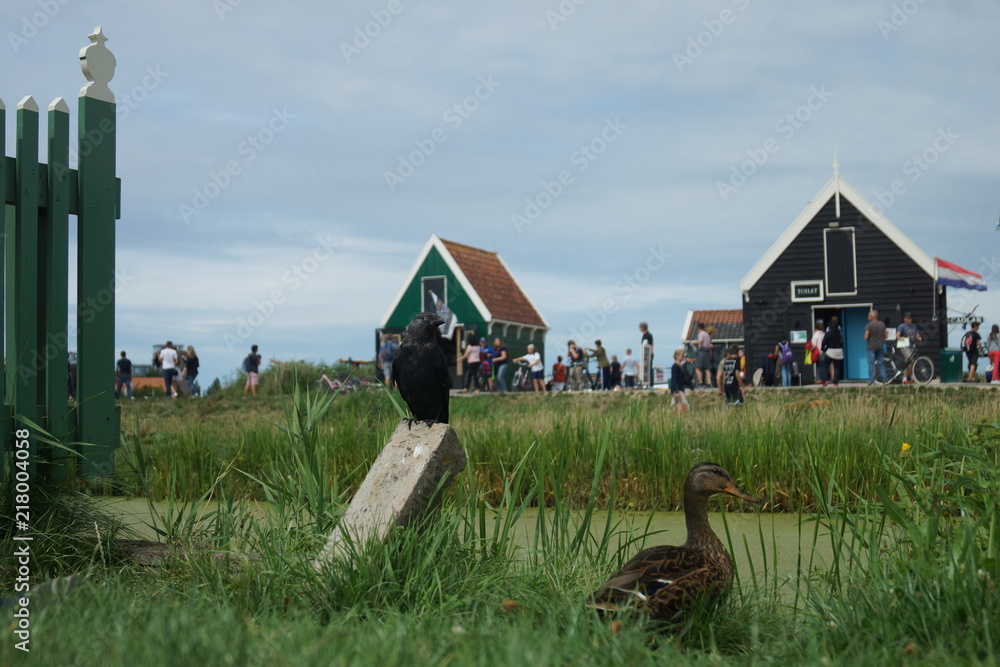 Crow and duck at Zaanse Schans, Netherlands