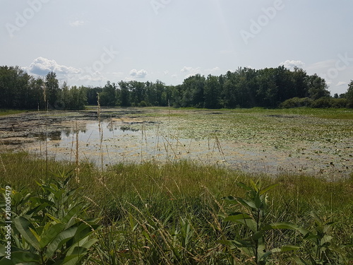 Wetlands, lakes in the summer season