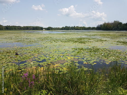 Wetlands, lakes in the summer season