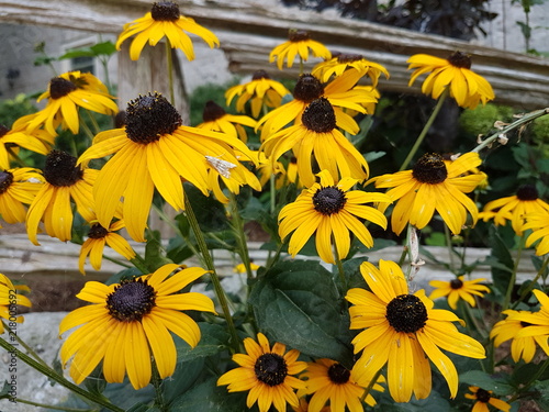 Beautiful flowers of the summer season