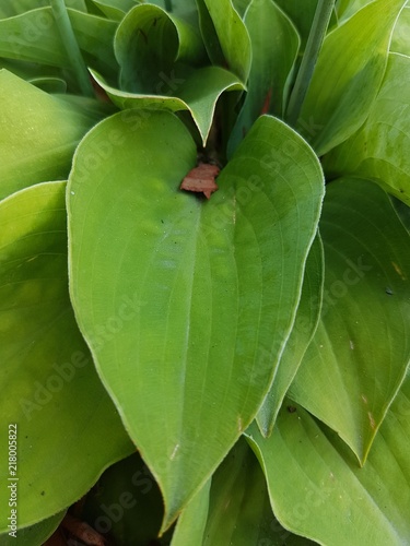 Beautiful flowers of the summer season