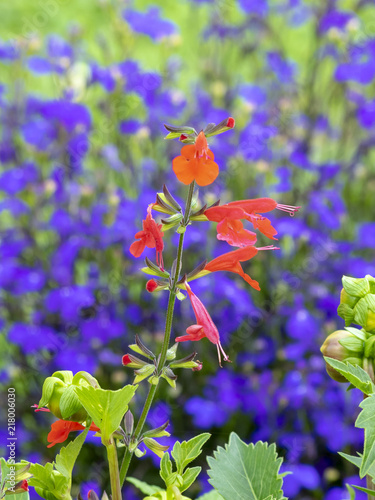 Salvia coccinea. Lady in red. Sauge du Texas rouge ou sauge tropicale rouge   carlate.