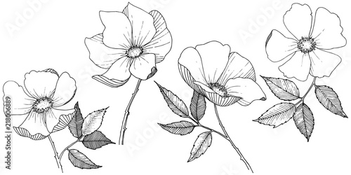Wild rose in a vector style isolated. Full name of the plant: rose. Vector flower for background, texture, wrapper pattern, frame or border.