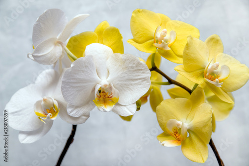 Fototapeta Naklejka Na Ścianę i Meble -  White and yellow orchids on white fabric background 