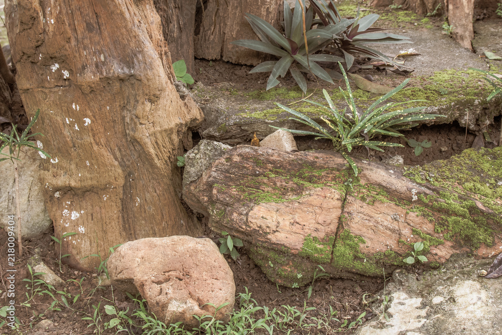 Close-up stone with moss in garden, Garden arrangement to nearby nature for relaxation in holiday. Close-up stone with moss in garden, Garden arrangement to nearby nature for relaxation in holiday.