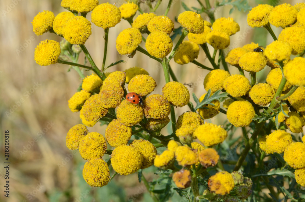 Deflowered Camomila flowers with a single ladybird. Deflowered Camomila flowers with a single ladybird.