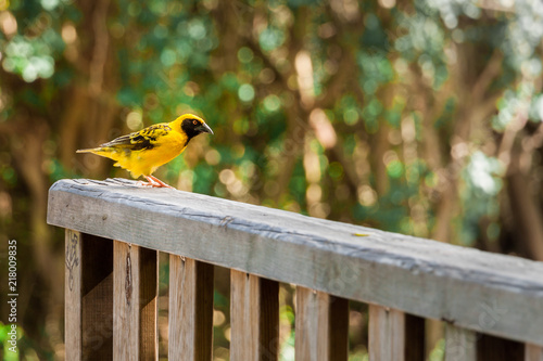 oiseau tisserand sur la barrière photo