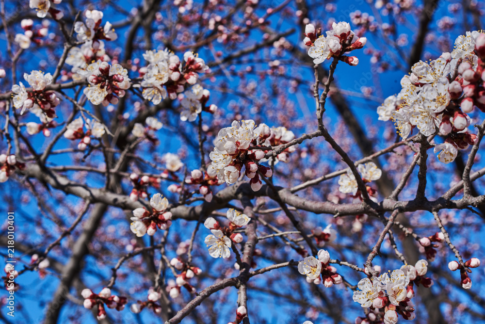 Branch of the cherry blossoms against the blue sky.