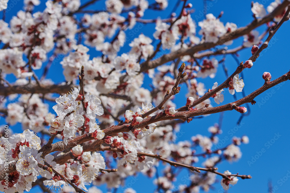 Branches of a blossoming fruit tree with large beautiful buds against a bright blue sky Cherry or apple blossom in Spring season. Beautiful flowering fruit trees. Natural background. Branches of a blossoming fruit tree with large beautiful buds against a bright blue sky Cherry or apple blossom in Spring season. Beautiful flowering fruit trees. Natural background.